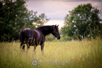 C2024-06-16-0033-Bearbeitet.jpg