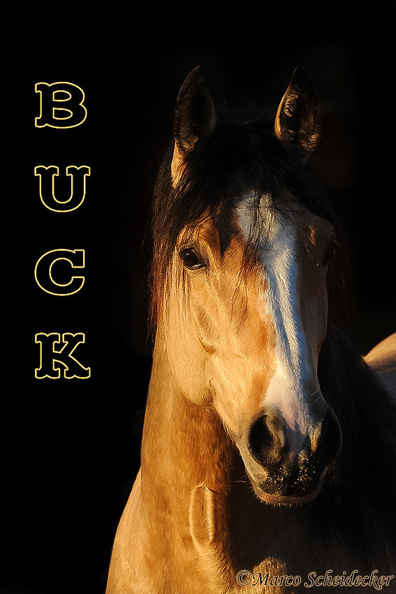C2011-01-16-1141 - Quarterhengst Buck